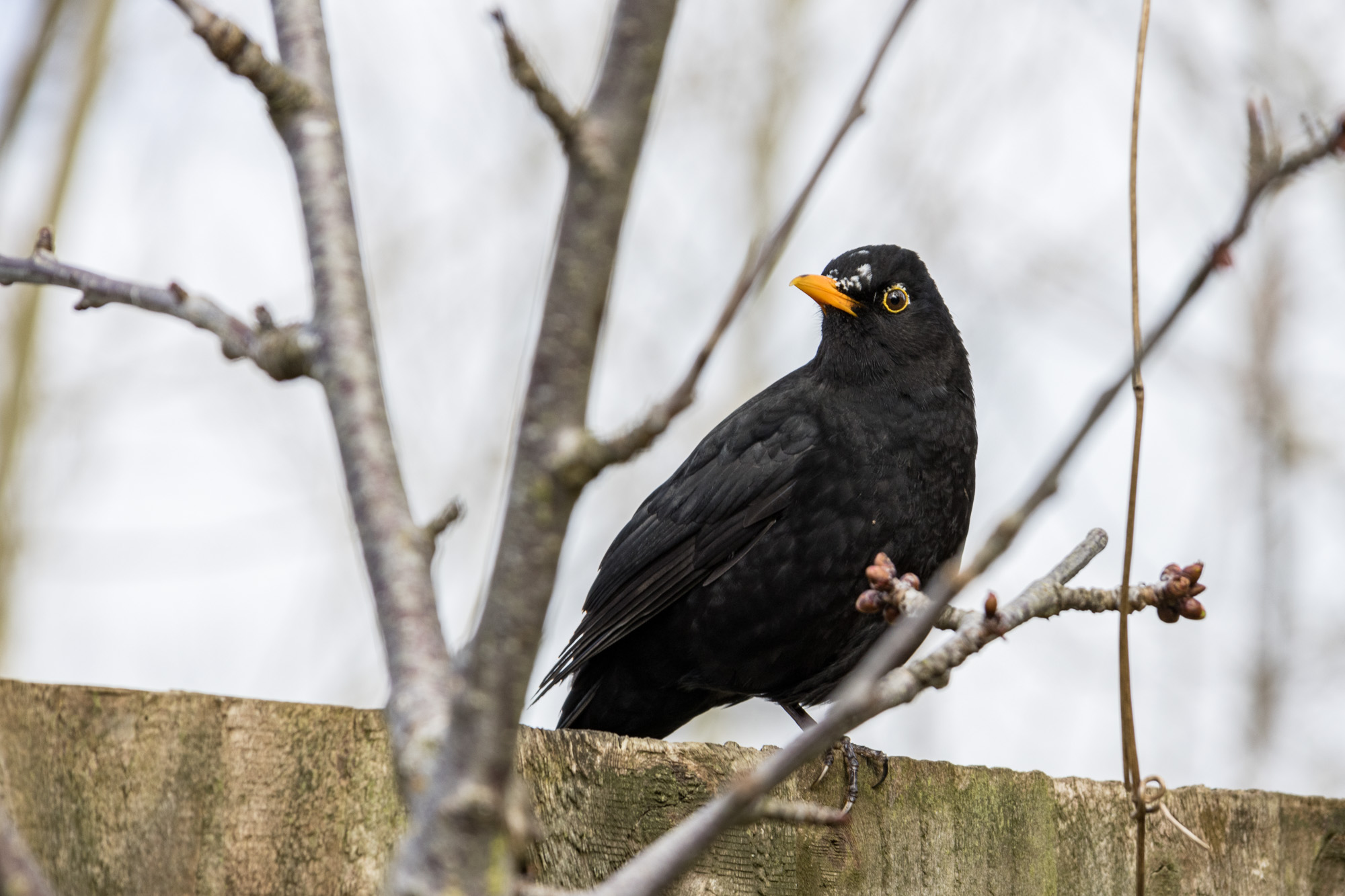 A blackbird sitting on a fence