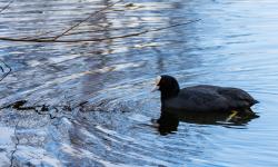 Featured image of post A review of the Canon EOS R7