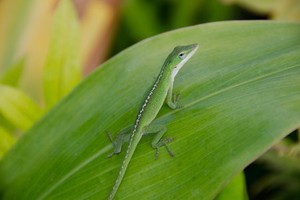 A green lizard stands on a green leaf almost identical in colour.