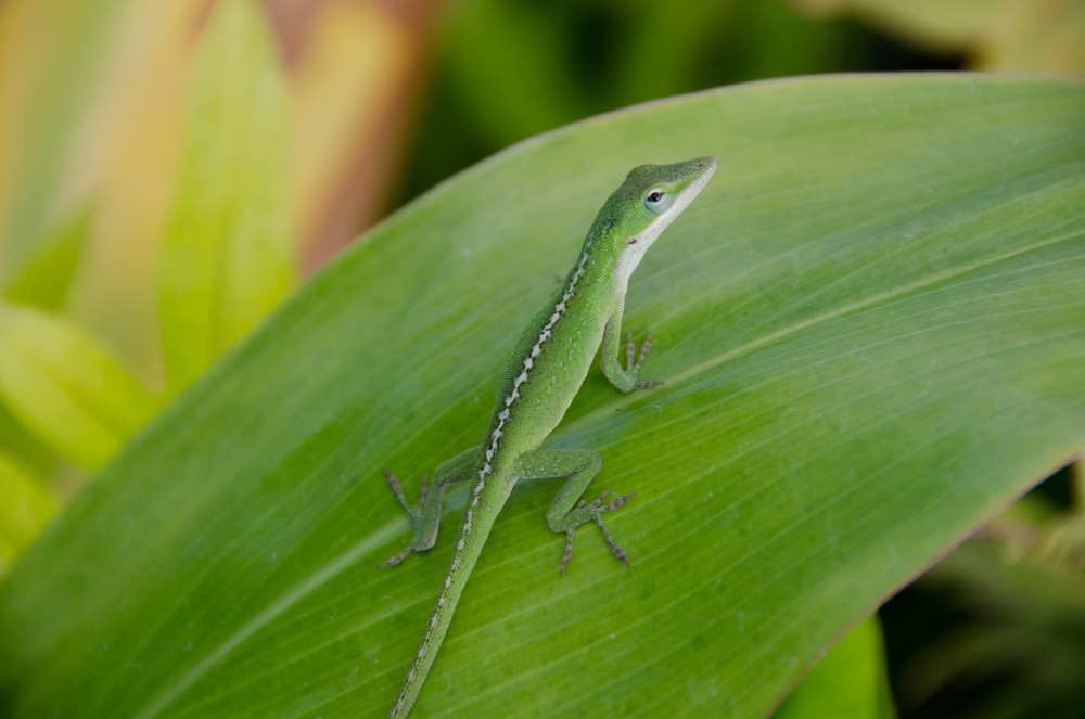 A green lizard stands on a green leaf almost identical in colour.