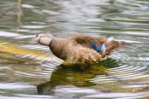 A duck facing to the left is shaking itself. Its entire body is blurred from the motion and strands of water are flying away from its face as it shakes. It is floating on water a ripples are spreading out from its body.