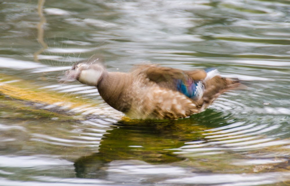 A duck facing to the left is shaking itself. Its entire body is blurred from the motion and strands of water are flying away from its face as it shakes. It is floating on water a ripples are spreading out from its body.