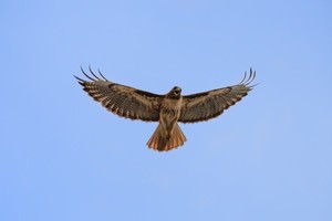 In blue sky a reddish hawk is seen from below with its wings stretched out and mouth open.