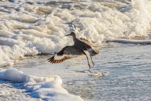 In choppy sea a Willet has its wings outstretched and has just taken flight. A stream of water trails from its feet.