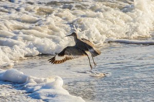 In choppy sea a Willet has its wings outstretched and has just taken flight. A stream of water trails from its feet.