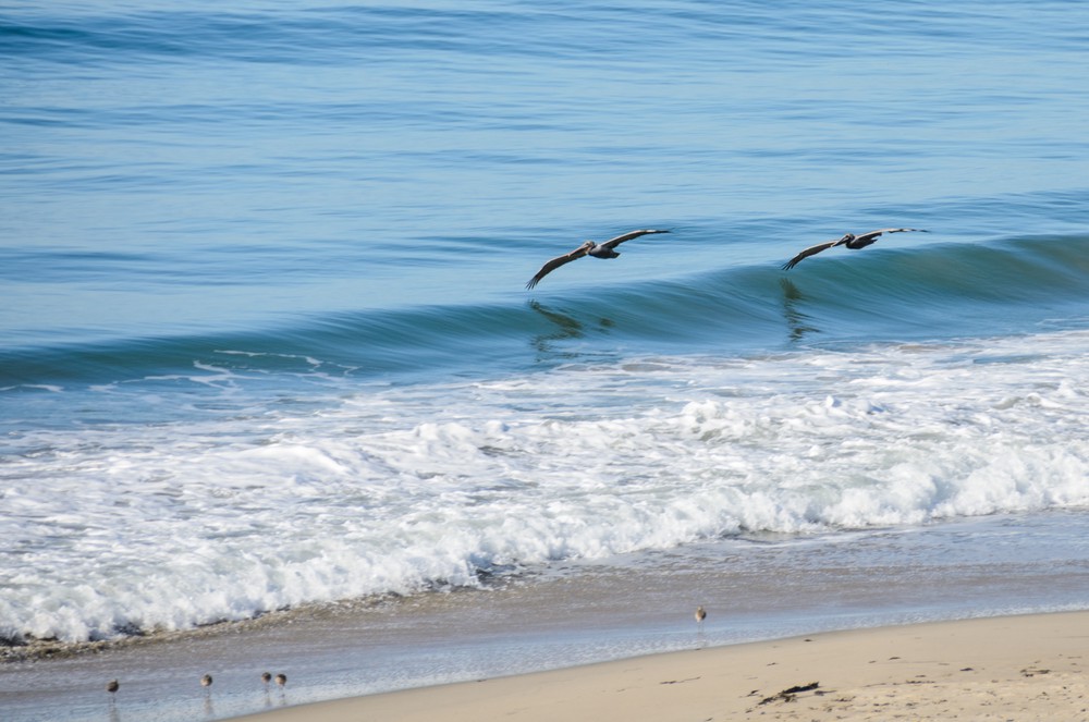 Two pelicans skim close to a wave on the sea at the beach.