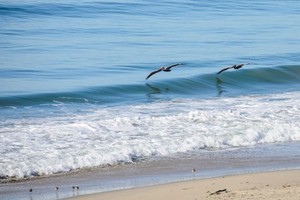 Two pelicans skim close to a wave on the sea at the beach.