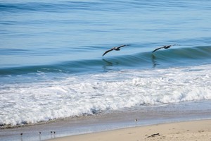 Two pelicans skim close to a wave on the sea at the beach.