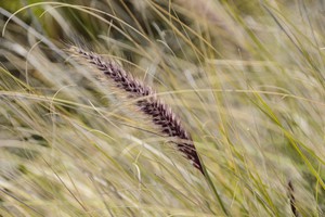 A grass seed pod stands in the centre of the image surrounded by blurry grass strands waving in the wind.