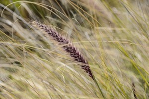 A grass seed pod stands in the centre of the image surrounded by blurry grass strands waving in the wind.