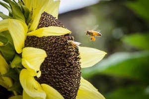 A bee hovers over a sunflower while another bee is collecting pollen. The hovering bee has two blobs of pollen coating its legs.