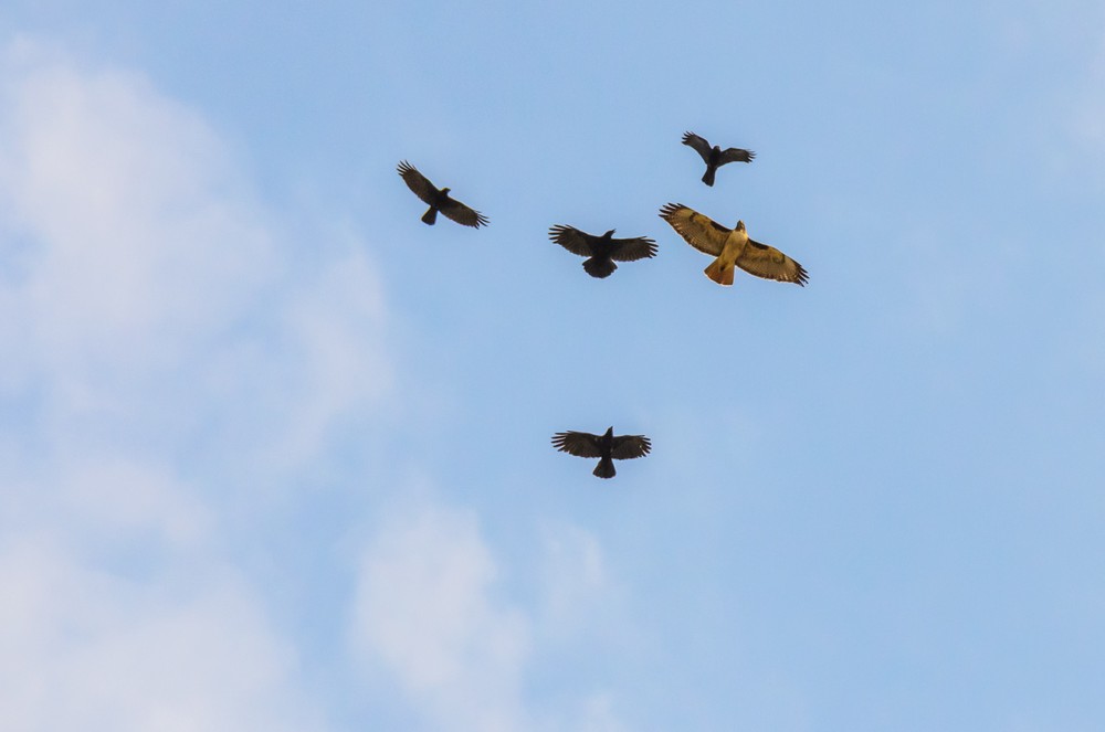 A red-tailed hawk flies through the blue sky surounded by four crows