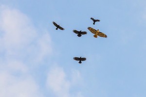 A red-tailed hawk flies through the blue sky surounded by four crows