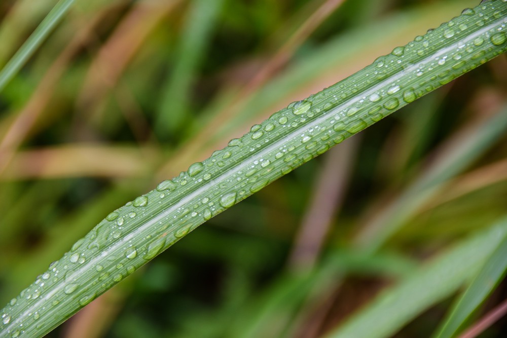 Against a blurry background of grass a single strand of grass runs diagonally from bottom left to top right. It is green with a white stripe down the middle. There are lots of water droplets sitting on the grass.
