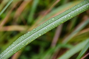 Against a blurry background of grass a single strand of grass runs diagonally from bottom left to top right. It is green with a white stripe down the middle. There are lots of water droplets sitting on the grass.