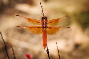 An orange dragonfly perched on a branch with its wings spread. Shot from above.
