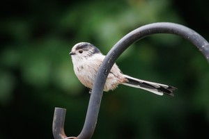 A long-tailed tit perched on a metal hoop looking to the left.