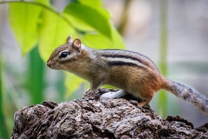 A chipmunk stands on a rock looking to the left. Behind it a green leaf makes a blurry background.