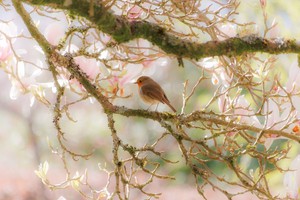 A robin is perched on a mossy branch surrounded by a pinkish milky blur of flowers and other branches.