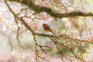 A robin is perched on a mossy branch surrounded by a pinkish milky blur of flowers and other branches.