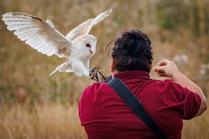 A white barn own flies to land on its falconer's arm, talons outstretched. The falconer wears a red shirt and is holding out a small piece of food for the owl.